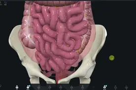 盲肠和阑尾的位置与功能