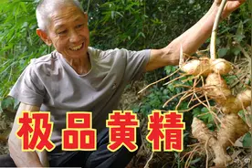 老爸进山看到极品黄精，挖回家煨土鸡，汤鲜味美，真是难得的美味