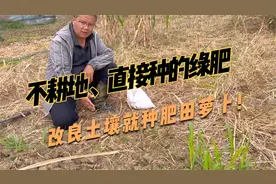 土壤条件差又板结，可以直接撒的绿肥，肥田萝卜种植简单、效果好