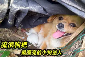 流浪狗无力喂养幼崽，把最漂亮的小狗送人。瞬间感动小哥！视频封面