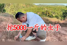 号称5000一斤的沙鸡婆，也叫地牯牛，挖起来有大作用小时候没少玩