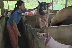 一头母猪被人工授精，将怀孕并生育下一窝小猪仔视频封面