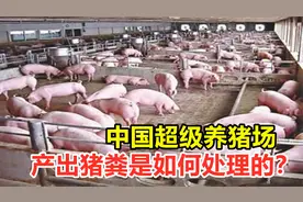 中国超级养猪场，年出栏量210万头，产出猪粪是如何处理的？视频封面