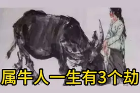属牛人一生有3个大劫，出生在这几个农历月份的属牛人劫难多
