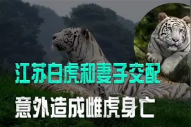 江苏白虎和妻子交配过于激动，致其意外死亡，日渐消沉遭黄牛暴打视频封面