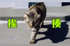 流浪狸花猫冲进我家，把我跟我家猫都揍了一顿视频封面