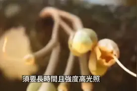 榴莲的生长环境要求高视频封面