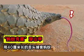 “蚂蚁克星”穿山甲，一天能吃2万只蚂蚁，用40厘米长舌扫荡蚁视频封面