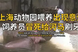 上海动物园饲养出意外，河马疯狂撕咬铁门，饲养员冒死给河马刷牙视频封面