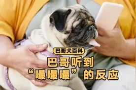 为什么巴哥听到“嘬嘬嘬”，就马上跑过来呢？视频封面