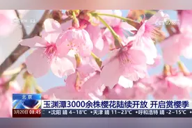 北京 玉渊潭3000余株樱花陆续开放 开启赏樱季视频封面
