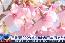 北京 玉渊潭3000余株樱花陆续开放 开启赏樱季视频封面
