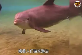 海豚突然拦截游客，向人类求助，结局很暖心#神奇动物在#万物视频封面