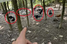 老乡花一块五一只买回的鸭苗，3个月养大后，村民们都说没见过视频封面