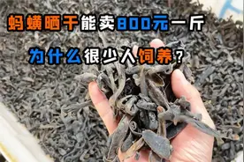 干蚂蟥一斤能卖800元，为什么很少人养殖？看完你就明白了视频封面