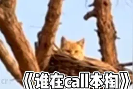 炊事班班长“黄子掏”！😂视频封面