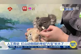 人工育幼！红山动物园的考拉“六宝”长大了视频封面