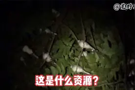看看国外印度尼西亚的小伙，是怎么夜间狩猎的，看了让人羡慕不已视频封面