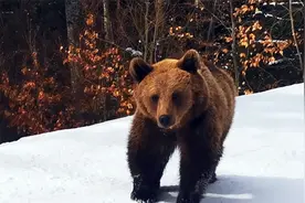 一头熊闯进了滑雪场，幸好教练够勇敢视频封面