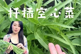 空心菜快速种植，扦插法，超简单视频封面