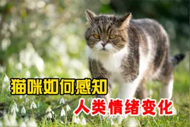 原来猫咪是通过这些方法，感知人类情绪的！