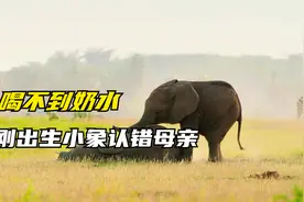 刚出生的大象宝宝，却找不到自己的母亲喝奶视频封面