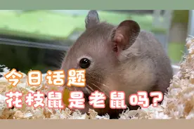 和舒克在一起的第11天，今日话题花枝鼠是老鼠吗？
