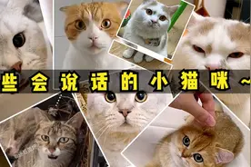 全网那些会说话的猫咪能和主人无障碍的沟通这就是寄人篱下的感觉视频封面