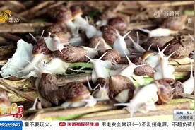 陵城发展白玉蜗牛养殖，成本低收益高，为村民增收致富开辟新路径视频封面