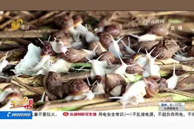 陵城发展白玉蜗牛养殖，成本低收益高，为村民增收致富开辟新路径视频封面