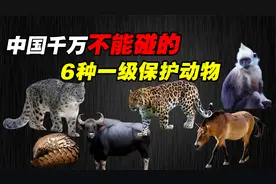 现存6种“牢底坐穿兽”， 全都是一级保护动物，看见了可别带回家