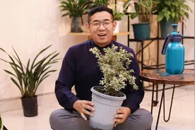 六月雪怎么养？园艺师教你，六月雪的详细养护技巧