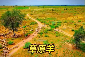 来内蒙古只为在鄂尔多斯牧场野炊，哥们的草原羊长的像孙悟空视频封面