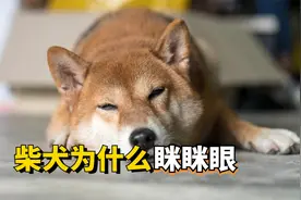 柴犬眯眯眼的原因，一看就是干坏事了！