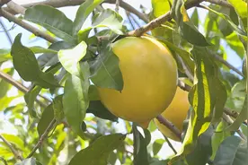 江门出品：1斤能卖100元的水果 究竟是什么神奇品种？视频封面