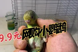 拼多多上19.9元买了一个鹦鹉盲盒，看到鹦鹉的瞬间，感觉要翻车了视频封面