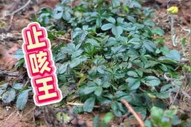 被农村人称之为止咳王的五匹风是个宝，小时候割来喂猪，你见过吗视频封面