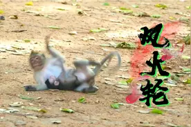 有趣的猴子表演特殊才艺，它像风火轮般在翩翩起舞视频封面