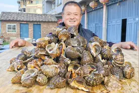 780买30斤大海螺，倒半麻袋粗盐焗，咸香入味吃到爽