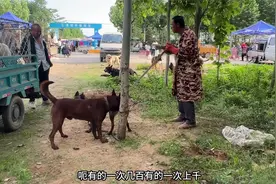 狗市大哥对外配狗，大爷：第一次看，这也太刺激了视频封面