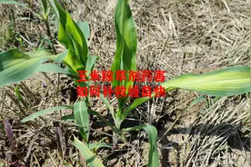 玉米田除草剂发生药害，如何补救，幼苗缓苗快视频封面