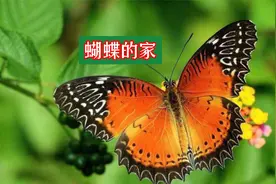 蝴蝶有家吗？蝴蝶的家到底在哪里呢？