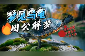 梦见乌龟 - 周公解梦视频封面