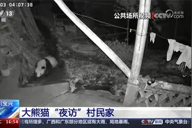 四川宝兴 大熊猫“夜访”村民家视频封面