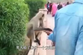 峨眉山的猴子毁了孩子一生，猴子们嚣张跋扈，为什么游客不反击呢视频封面