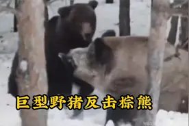 巨型野猪吊打棕熊视频封面