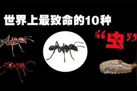 地球上最致命的10种昆虫，比毒蛇还要恐怖的致命杀手！