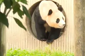 直击“福宝”亮相瞬间：从小洞中探出可爱脑袋 微笑好奇四处探索视频封面