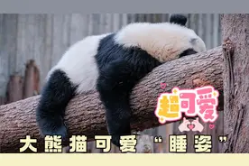 大熊猫可爱“睡姿”，看完有被治愈到！视频封面