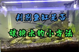 鱼缸什么时候该换水，教你一个简单有效的判别方法视频封面